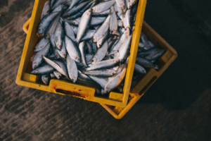 sustainable fisheries and the livelihood of fishers