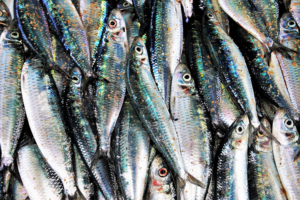 2021 World Food Prize for pioneering work with small fish