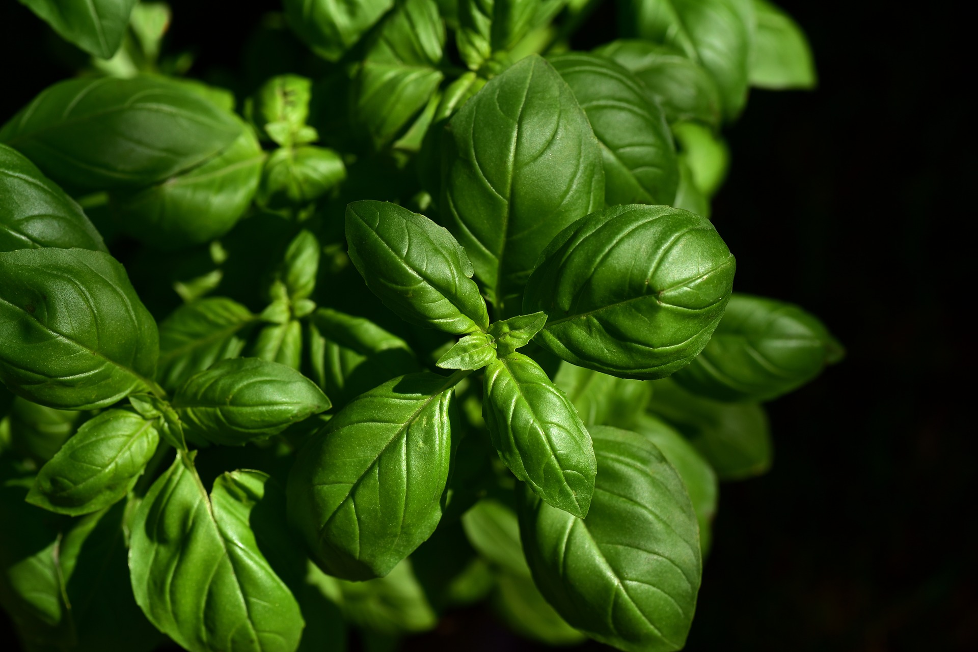 Future Crops sowing proprietary basil seeds to give herb long