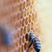 Bulgarian startup Bee Smart Technologies’ main goal is to help beekeepers take better care of their bees through Internet of Things solutions.