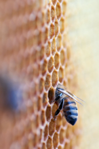Bulgarian startup Bee Smart Technologies’ main goal is to help beekeepers take better care of their bees through Internet of Things solutions.