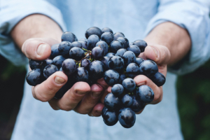 Ai to help vinyards adapt to climate change