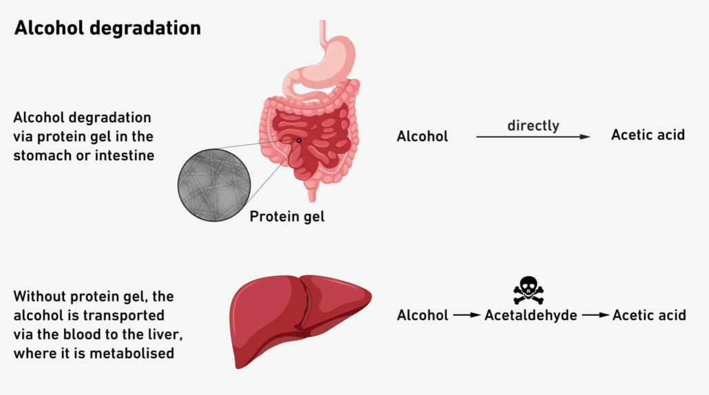 Alcohol degradation in the body with and without the new gel.