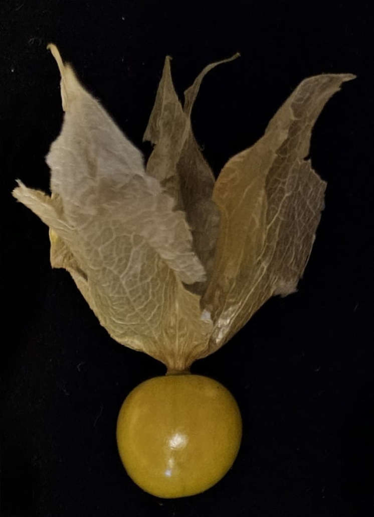 Physalis grisea (groundcherry)