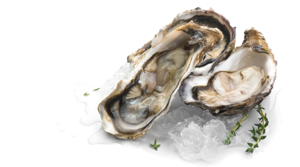 oysters