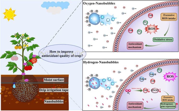 hydrogen nanobubbles to boost tomato antioxidants