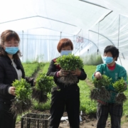 Tate & Lyle receives sustainability recognition for regenerative stevia agriculture program