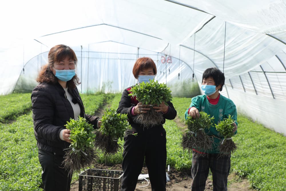 Tate & Lyle receives sustainability recognition for regenerative stevia agriculture program