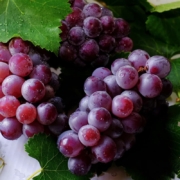 grapes get superfood status