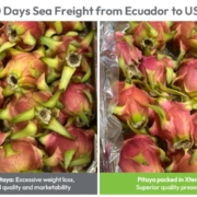 StePacPPC’s Xtend MA/MH packaging extends shelf life of pitaya during ocean transport from Ecuador to US and European markets