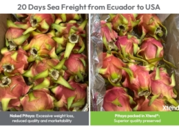 StePacPPC’s Xtend MA/MH packaging extends shelf life of pitaya during ocean transport from Ecuador to US and European markets
