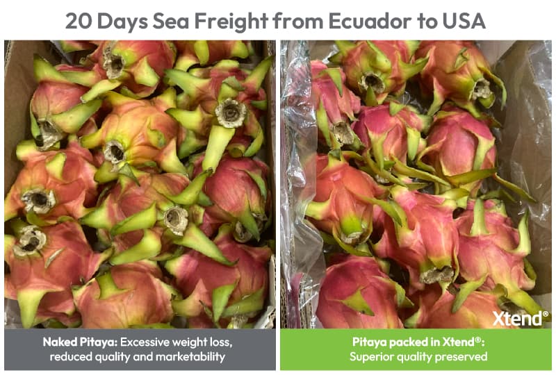 StePacPPC’s Xtend MA/MH packaging extends shelf life of pitaya during ocean transport from Ecuador to US and European markets