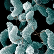 Campylobacter