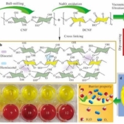 One-step dual-engineering turns plant nanofibers into transparent plastic rival that keeps food fresh and tells consumers when it is not.