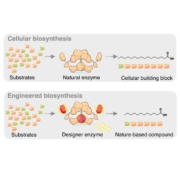 Schematic representation of biosynthesis in a cell (top) and in the laboratory (bottom). The designer enzyme shortens the chain length of the fatty acid.
