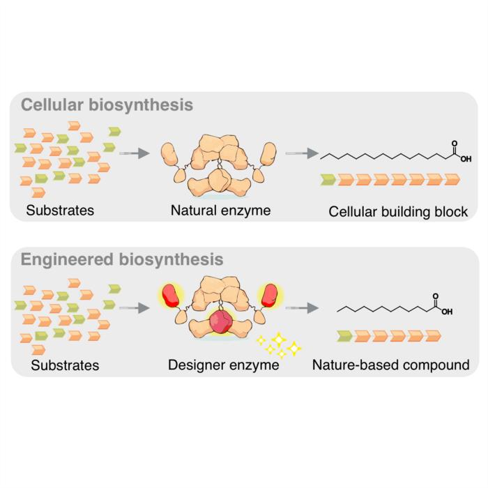 Schematic representation of biosynthesis in a cell (top) and in the laboratory (bottom). The designer enzyme shortens the chain length of the fatty acid.