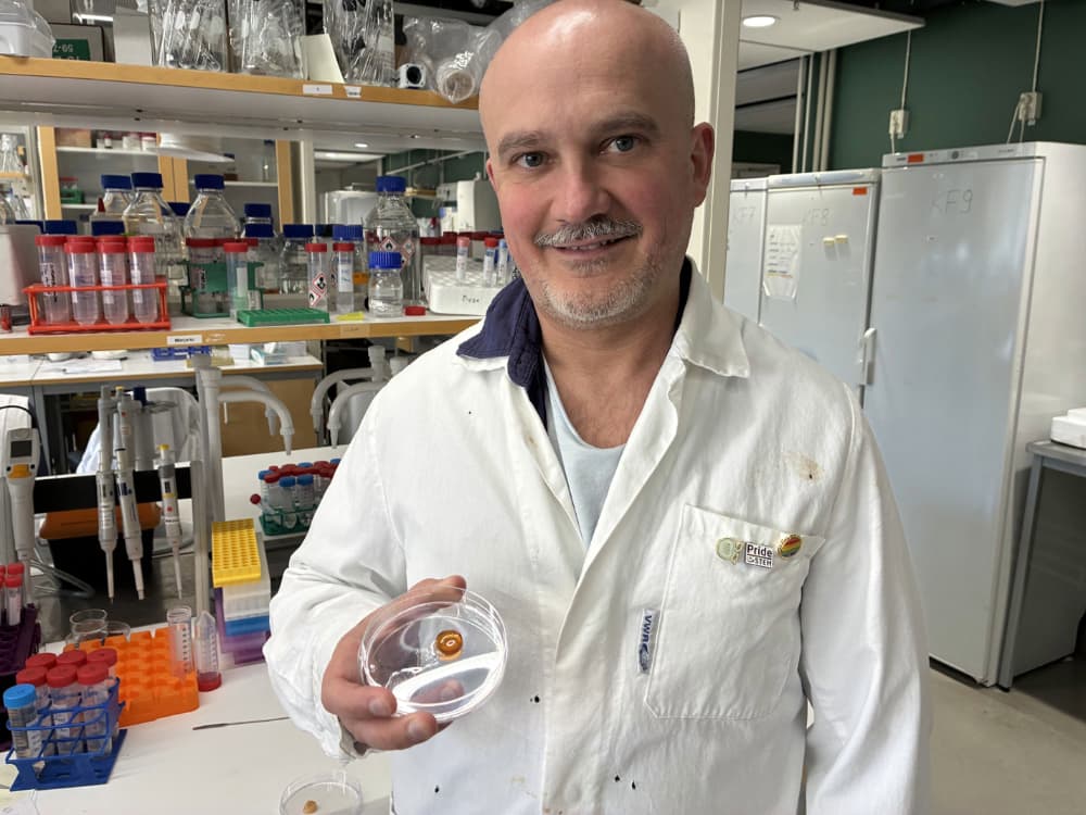 "This could add new value to agricultural side streams that are already produced in huge amounts but not used in human food,” says Francisco Vilaplana, pictured in his lab.