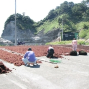 Tengusa (Agar seaweed) drying at Izu, Japan.