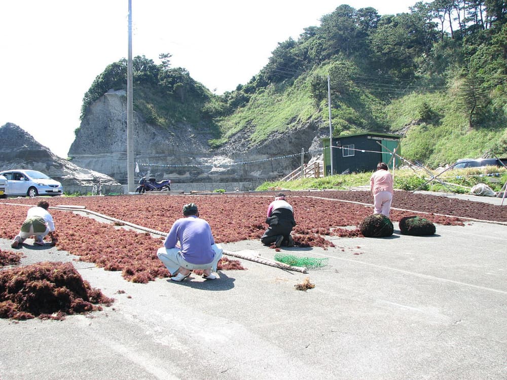 Tengusa (Agar seaweed) drying at Izu, Japan.