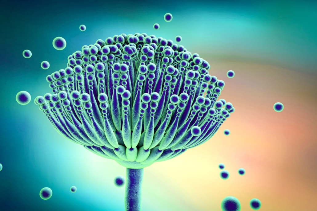 Mycotoxin contamination in plant-based foods
