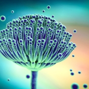 Mycotoxin contamination in plant-based foods