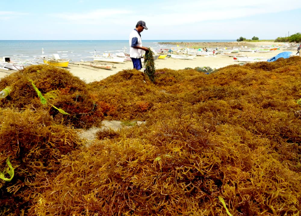 Agar seaweed, South Sulawesi, Indonesia