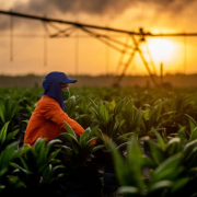 palm oil palms