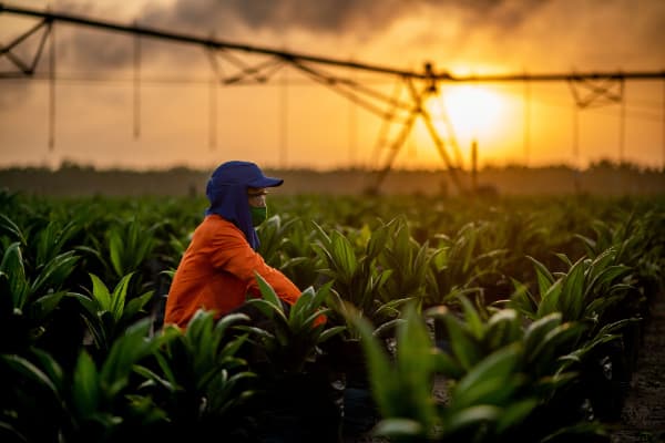 palm oil palms