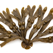 Fucus vesiculosus brown seaweed