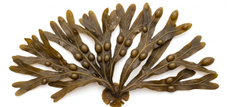 Fucus vesiculosus brown seaweed