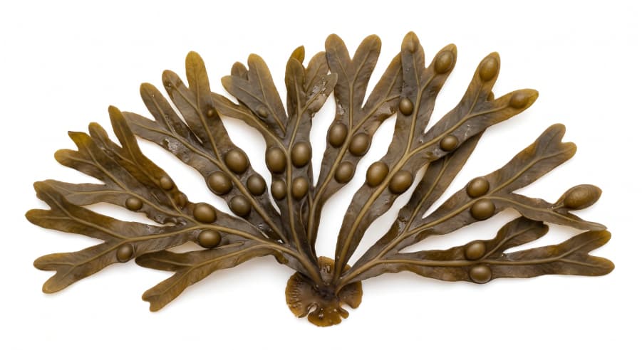 Fucus vesiculosus brown seaweed
