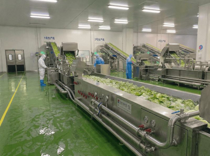 TEEMYEAH - vegetable processing lines in operation