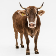 EMBL Barcelona scientists grow vascularised, innervated bovine muscle tissue from embryonic stem cells – a step towards structured cultivated meat