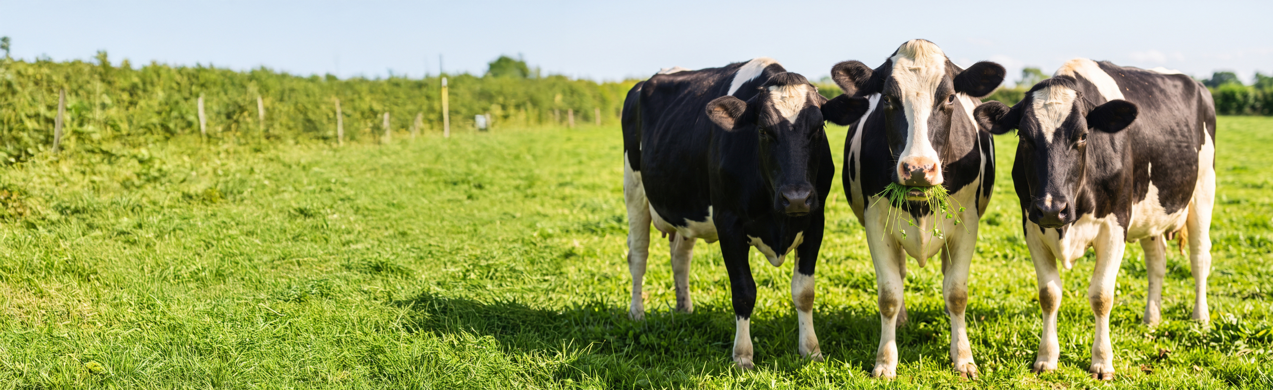 Holstein_Friesian_cows bewerkt