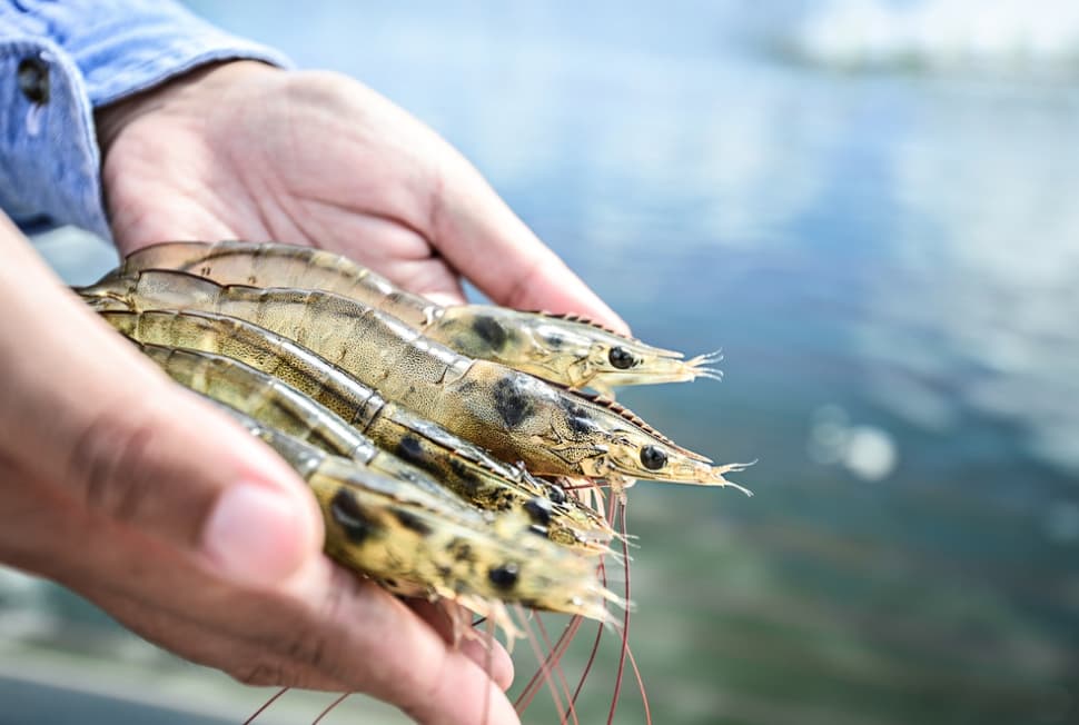 SGS to host webinar on avoiding US FDA import alerts in shrimp and seafood supply chains