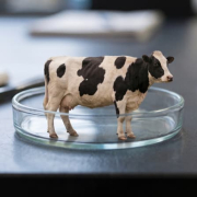 new research could simplify cultivated steak manufacturing
