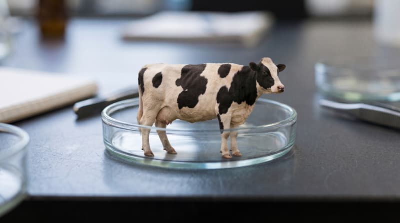 new research could simplify cultivated steak manufacturing